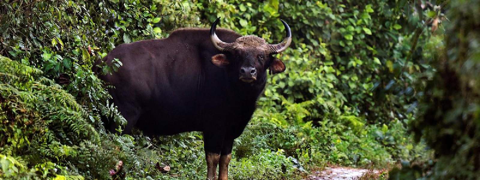 India considering to send six bison to Sri Lanka